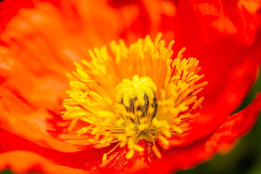 Flower, Spring, Bloom, Growth, Blossom, Stamen, Petal, Yu Beauty, Corn Poppy, Macro Photography, close-up