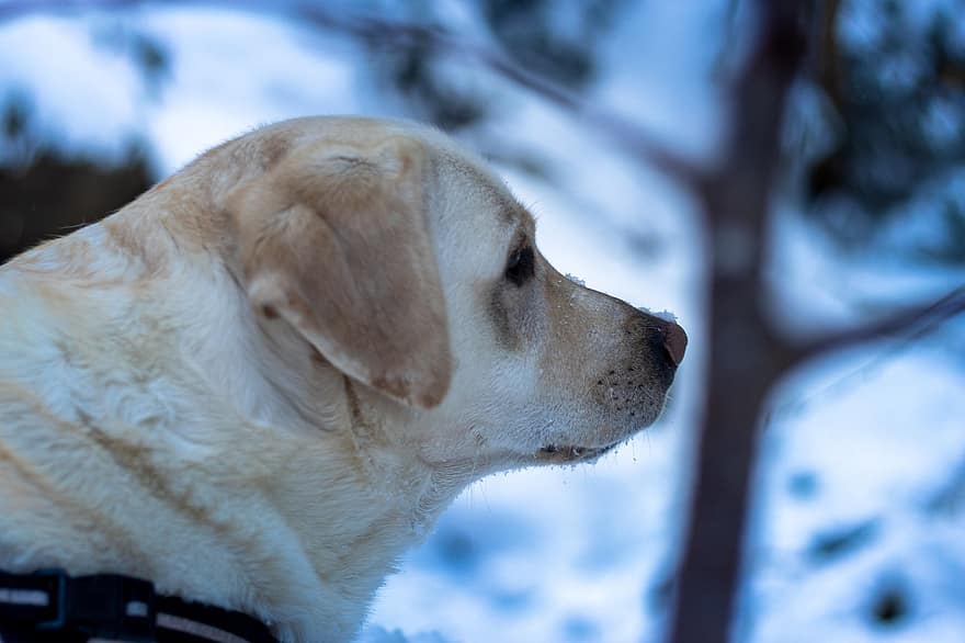 hund, snø, portrett, canine, pattedyr, dyr, kjæledyr, hundportrett, vinter, vinterlig, kald