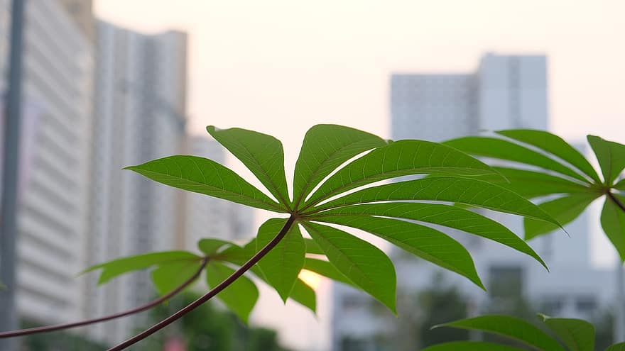 Leaf, Leaves, Cassava, plant, tree, backgrounds, building exterior, summer, close-up, built structure, growth