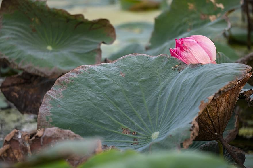zieds, Lotusa zieds, ūdensroze, ūdens augiem, raksturs, fona, lapas, augu, zaļā krāsa, tuvplāns, vasarā