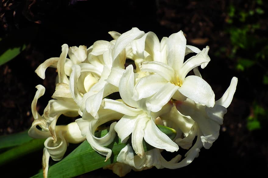 bloemen, hyacint, witte bloemen, tuin-, de lente, natuur