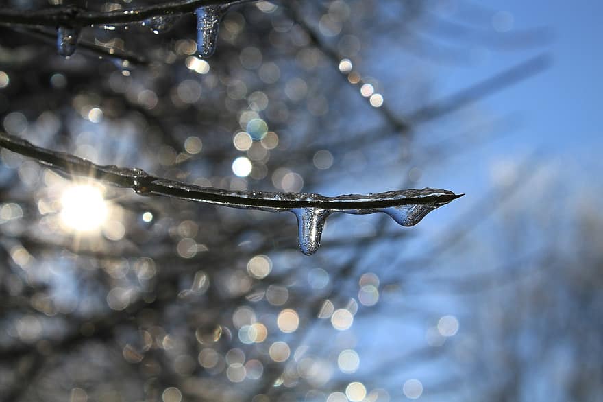 ramo, ghiacciolo, congelato, inverno, ghiaccio, freddo, luce del sole, natura, bokeh