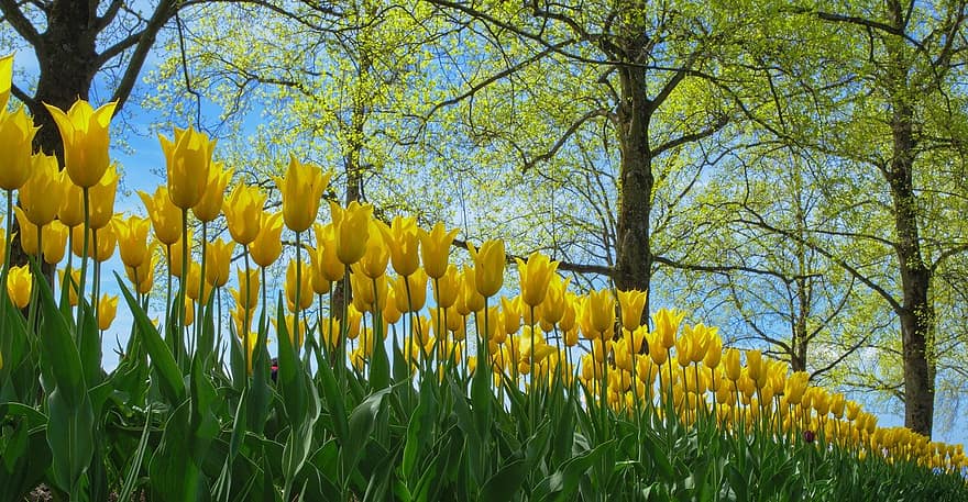Tulpen, Park, Frühling, Blumen, blühen, Feld, Natur, Botanik, Wachstum, Gelb, Blume
