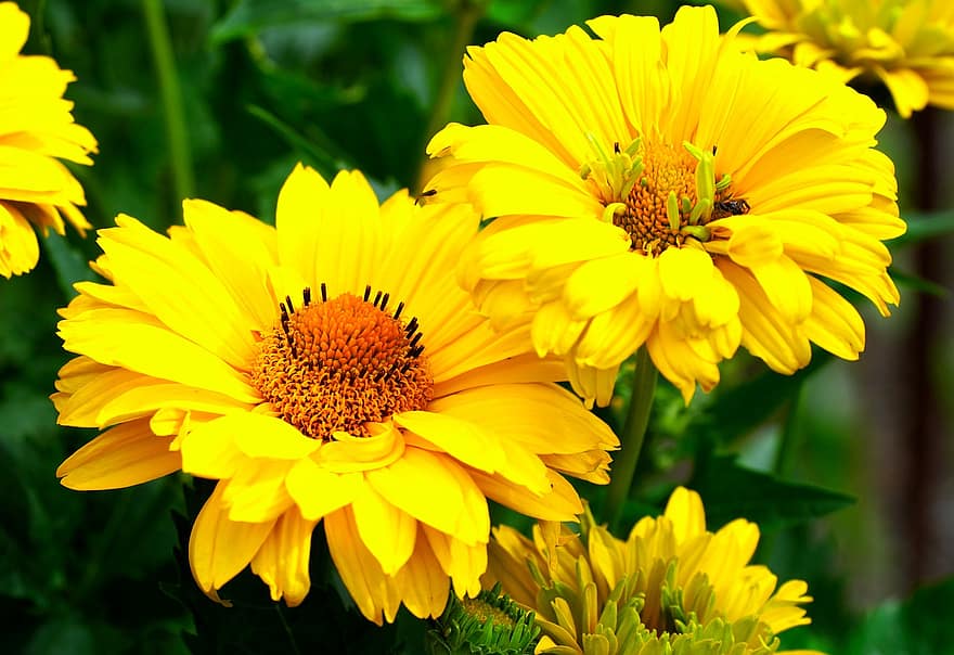 mädchenauge, flor, amarillo, floración, naturaleza, jardín de flores