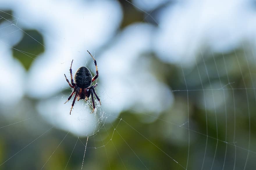 dyr, edderkop, edderkoppespind, spindelvæv, edderkoppesilke, arachnid, dyreliv, fauna, natur, have