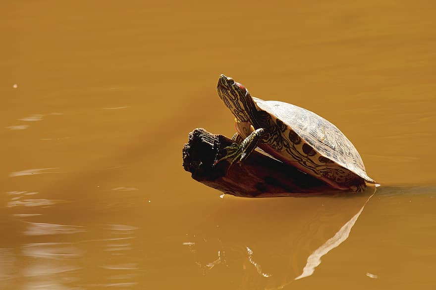 La tortuga en el lago, música, lago, agua, naturaleza, Påsk, verde, fondo, marrón, fauna silvestre, río
