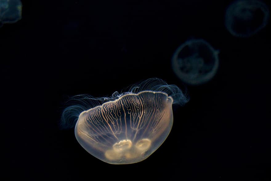 Jellyfish, Sea Jellies, Animals, Sea Life, Marine Life, Ocean Life, Aquatic Life, Aquarium, Tentacles, Osaka