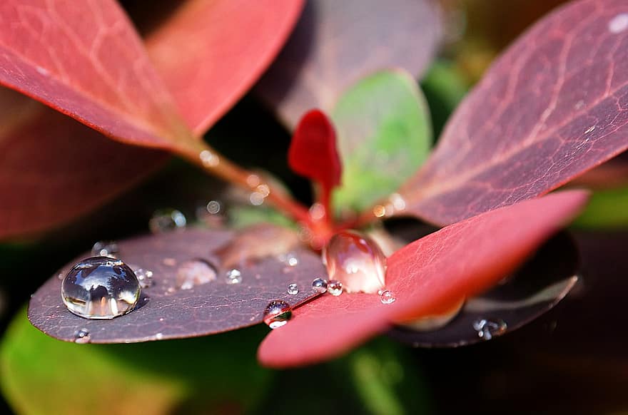 Plant, Droplets, Nature, Macro, Dewdrops, leaf, close-up, drop, green color, freshness, summer