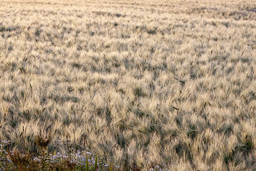 Field, Nature, Grain, Cereal Field, Barley