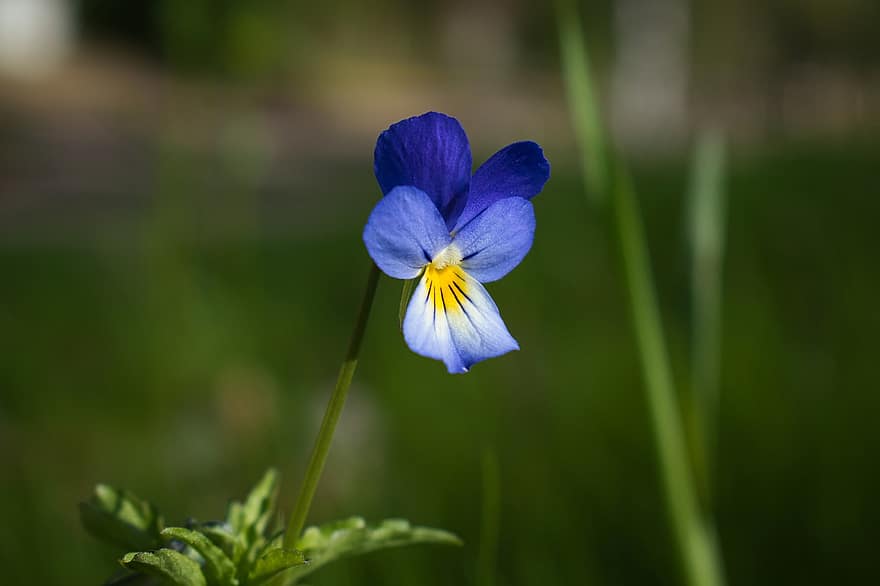 kukka, sininen kukka, violetti kukka, puutarha, luonto, kukinta, kasvi, vihreä väri, lähikuva, kesä, kevät