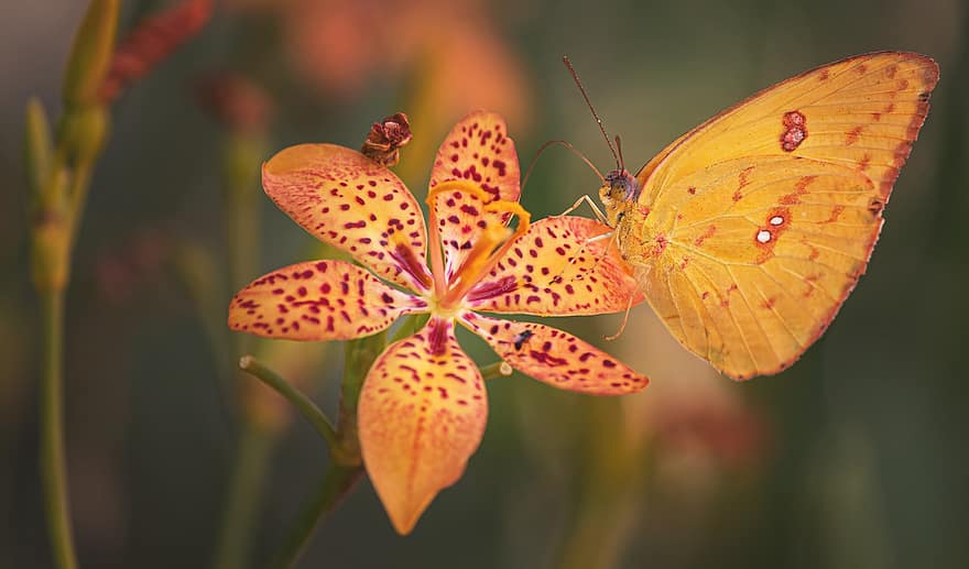 motýl, hmyz, lilie, zvíře, křídla, lepidoptera, oranžové lilie, květ, rostlina, zahrada, Příroda
