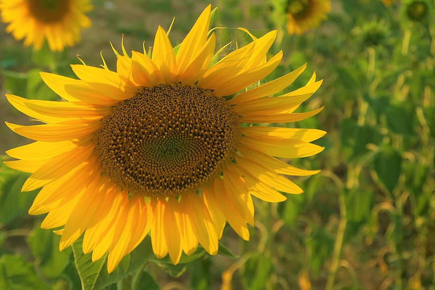 Flower, Sunflower, Summer, Plant, Yellow, Nature
