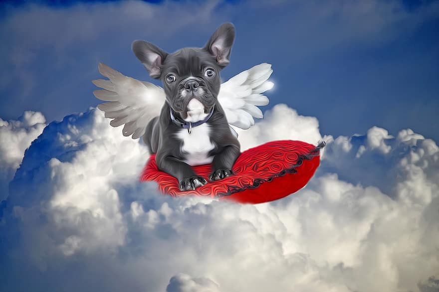 buldog, câine, înger, animal de companie, drăguţ, cățeluș, adorabil, dragoste, portret, nori, cer