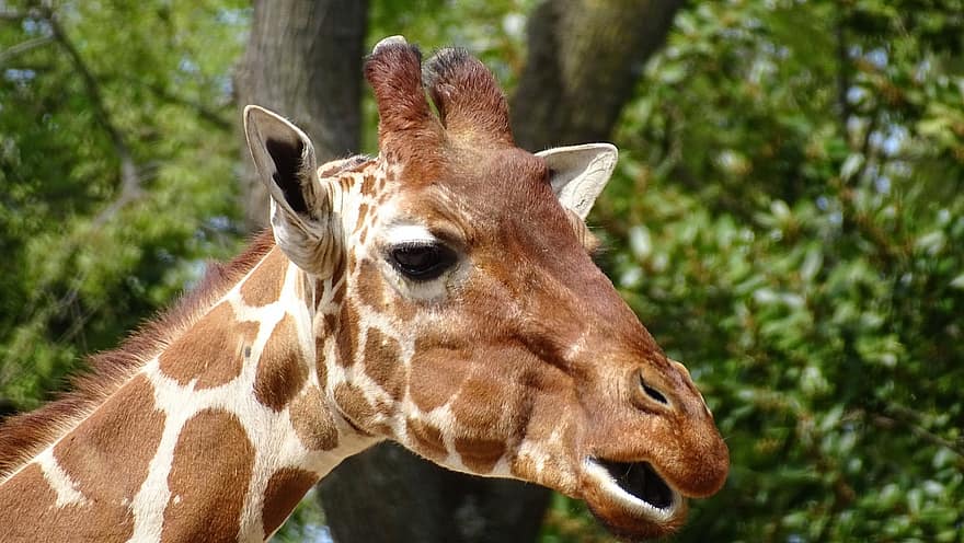 Giraffe, Nature, Africa, Animal, animal head, animals in the wild, close-up, grass, safari animals, spotted, looking