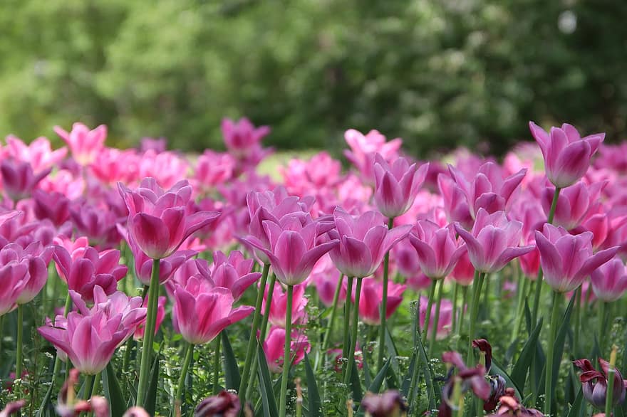 fiori, tulipani, piante, petali, fioritura, campo