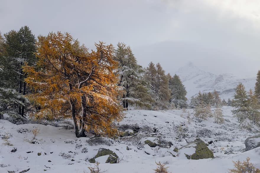 natur, vinter, årstid, snø, grantrær, tre, skog, Alpene, Sveits
