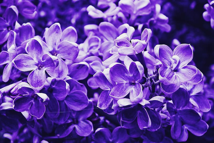ライラック、フラワーズ、紫色の花、花びら、紫色の花びら、咲く、花、フローラ、植物、自然