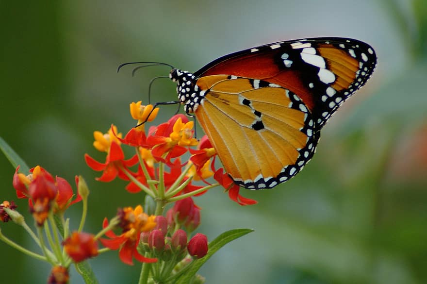 звичайний тигр, метелик, комаха, африканський монарх, квітка, крила, Рослина, сад, природи, впритул, різнокольорові