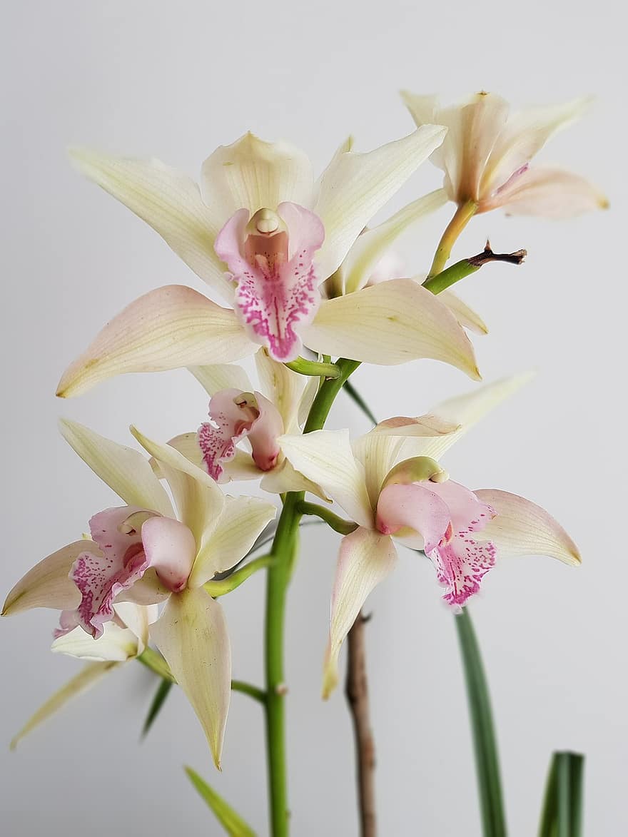 orquídeas, flores, pétalas, flor, Flor, Orchidaceae, Plantas de interior, plantas, arranjo floral, natureza
