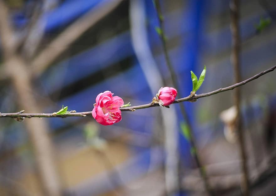 桃の花、花、ブランチ、ピンクの花、咲く、木、工場、自然、春、閉じる、テットホリデー