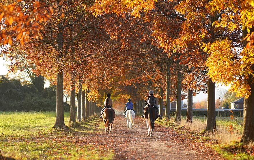 馬、木、秋、シーズン、自然、屋外、トリップ、余暇、旅