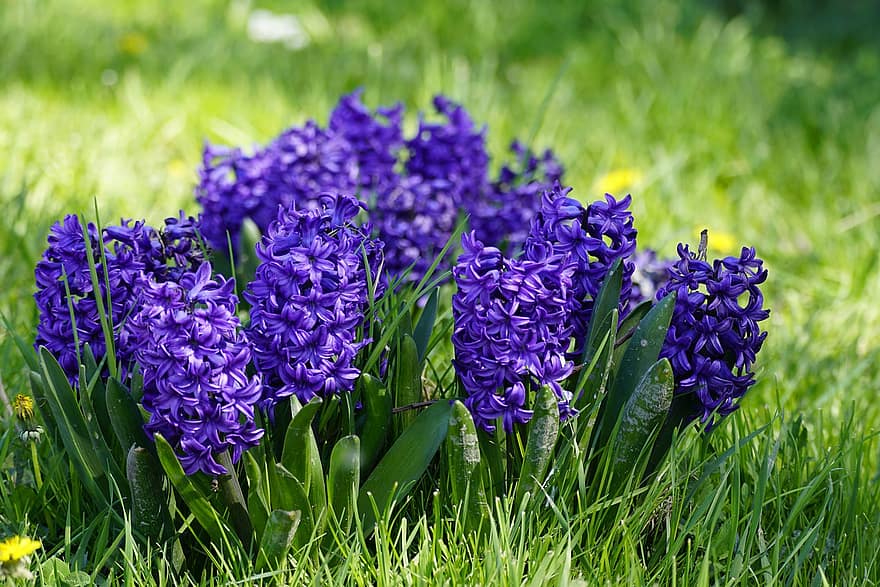 ziedi, hiacintes, zilā hiacinte, pavasarī, dārza ziedi, izaugsmi, botānika, sezonas, zied, zieds, augu