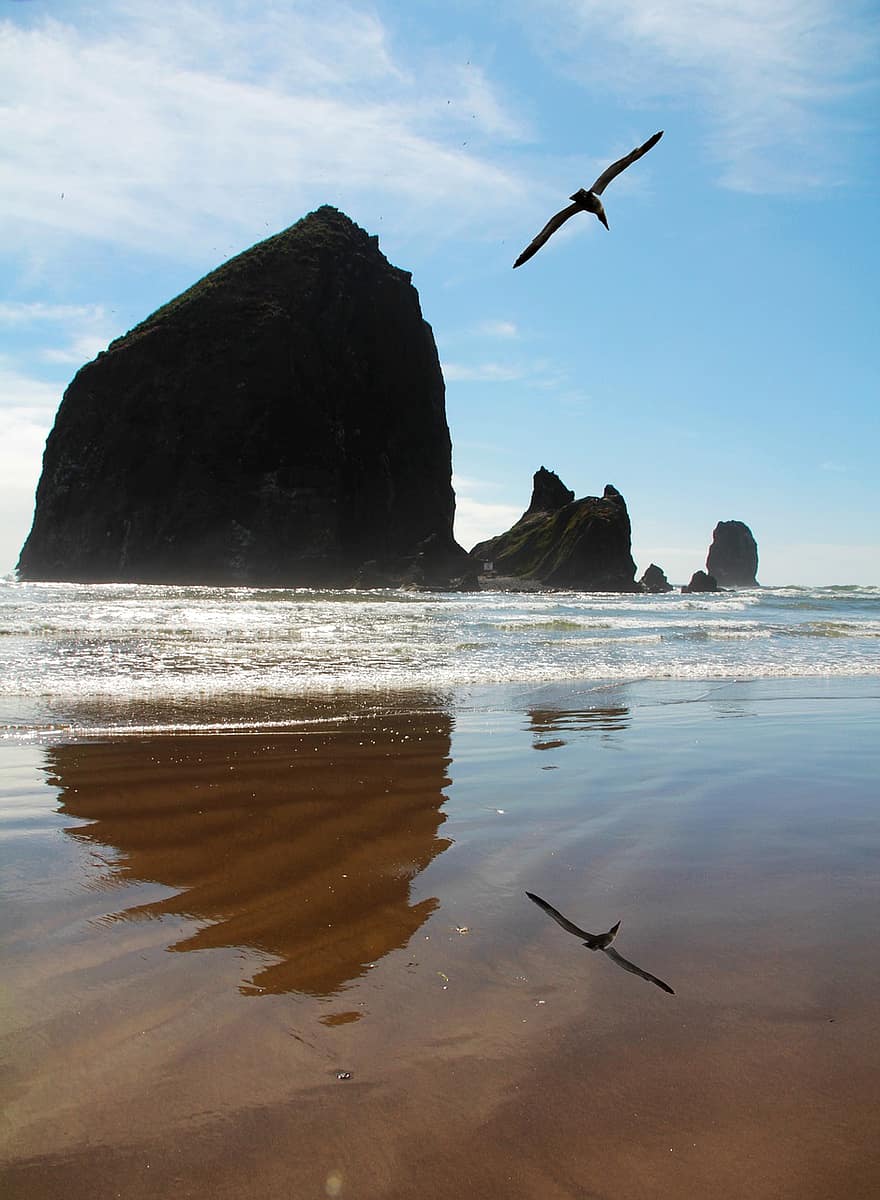 Coast, Sea, Seagull, Flying, Reflection, Rock Formations, Beach, Ocean, Water, Seashore, Seaside