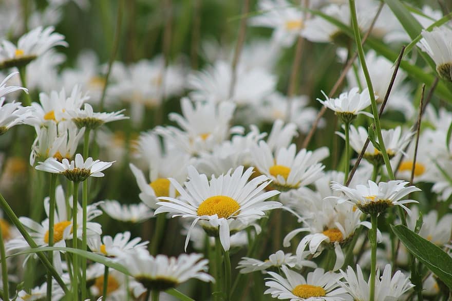 Margeriten-Gänseblümchen, Gänseblümchen, weiße Blumen, Blumen, Wildblumen, Frühling, Natur, Wiese, Flora, Nahansicht, Sommer-