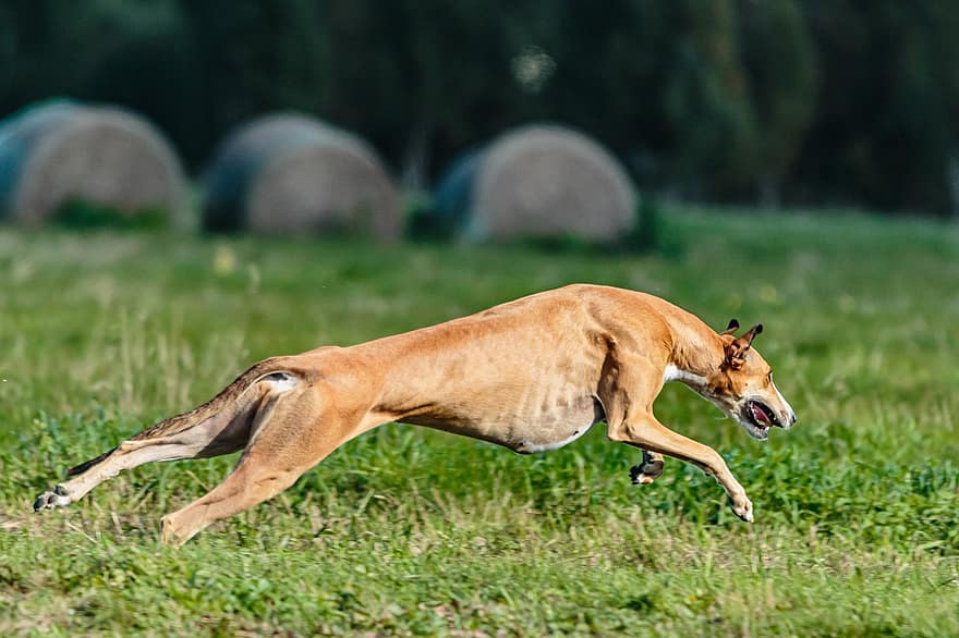 пес, віппет, біг, на відкритому повітрі, поле, активний, спритність, тварина, атлетичний, гарний, порода