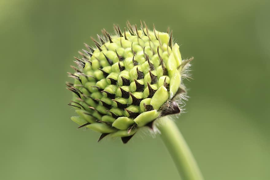 Shed Head, Cephalaria, Yellow Cephalaria, Cephalaria Alpine, Yellow Flower, Flower, Bud, Plant, Nature
