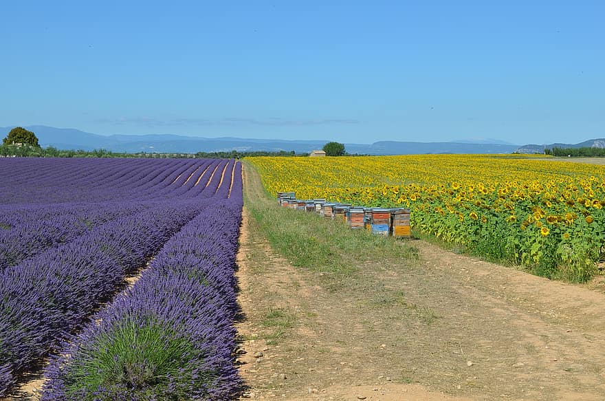 lavenders, napraforgók, mező, levendula mező, napraforgó mező, illat, virágok, tanya, tájkép, úti cél, nyári