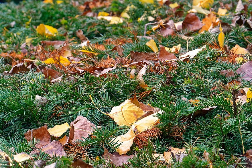 葉、乾燥した、秋、さびた、針葉樹の生け垣、針、パーク