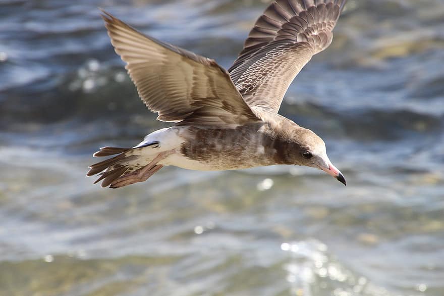 Gull, Flying, Sea, Bird, Seagull, Seabird, Water Bird, Aquatic Bird, Animal, Flight, Nature