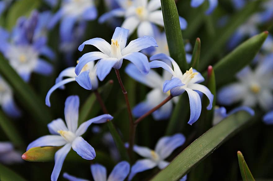 Star Hyacinth, Flowers, Plant, Petals, Blue Flowers, Spring Flowers, Beginning Of Spring, Spring, Bloom, Blossom, Flora