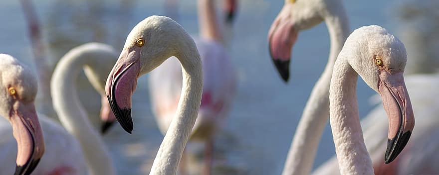 flamingos, passarinhos, cabeças, conta, bico, animais, ave pernalta, pássaro aquático, ave aquática, animais selvagens