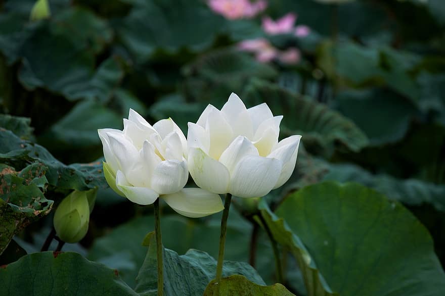 Çiçekler, yaprakları, lotus, yapraklar, yeşillik, tomurcuklar, beyaz, İngilizce Lotus
