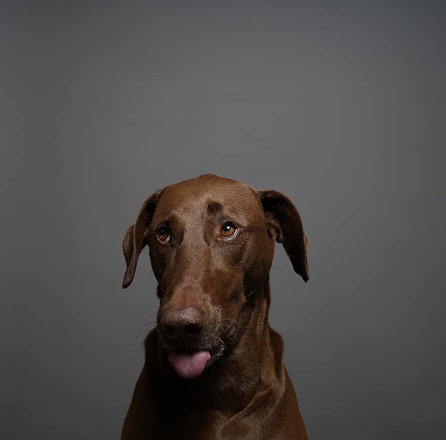 cão, retrato, animal, Cachorro marrom, canino, fotografia de estúdio, mamífero, cão doméstico