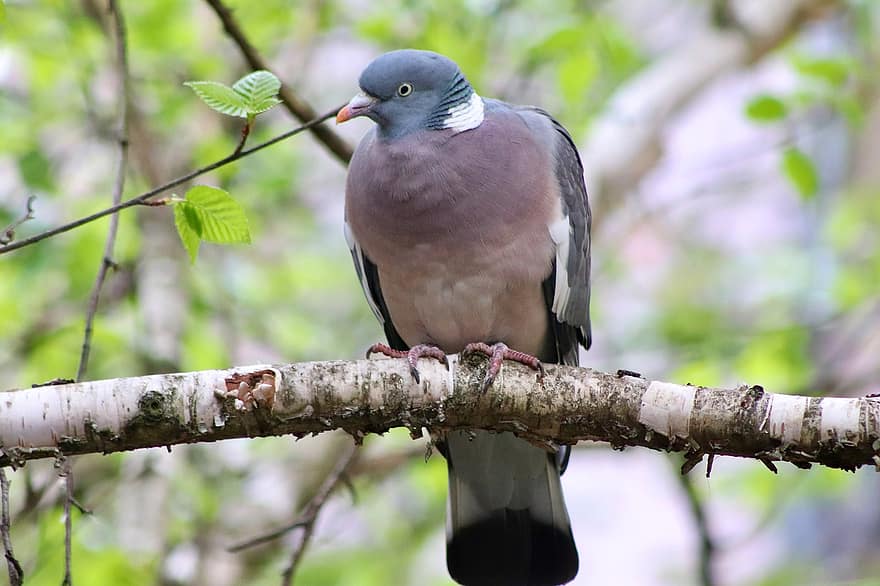 Dove, Pigeon, Bird, Branch, Perched, Animal, Wildlife, Feathers, Plumage, Sitting, Nature