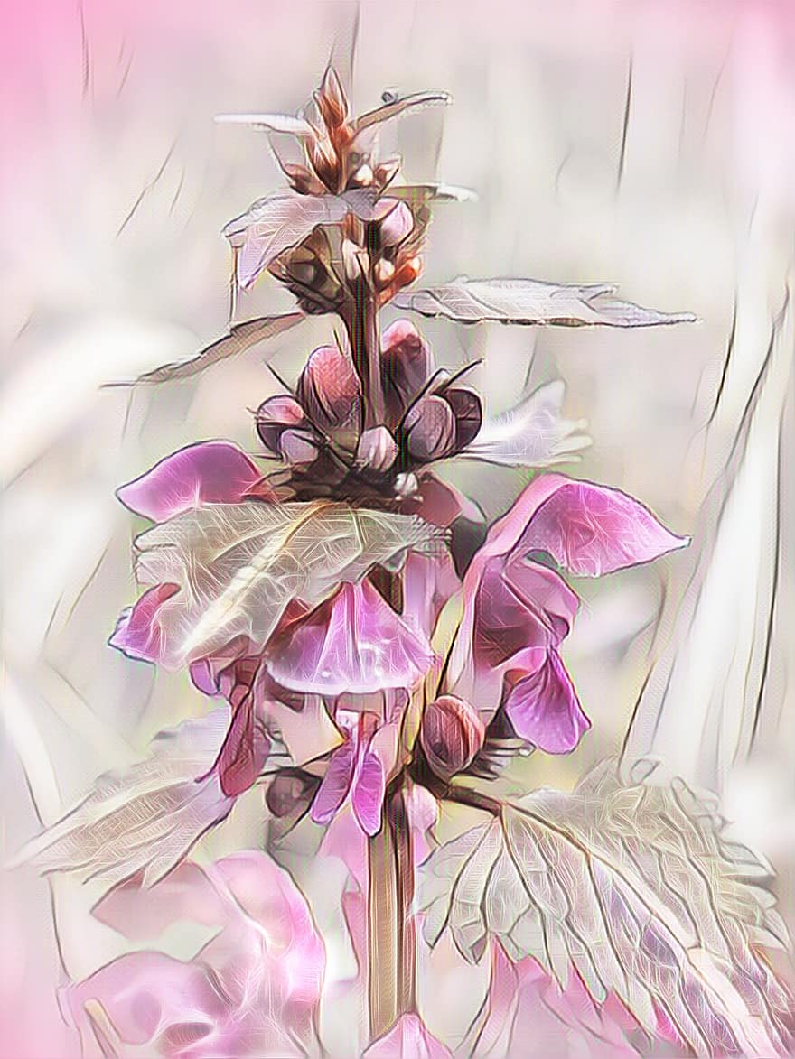 мертва кропива, цифровий живопис, Рослина, цвітіння, рожевий
