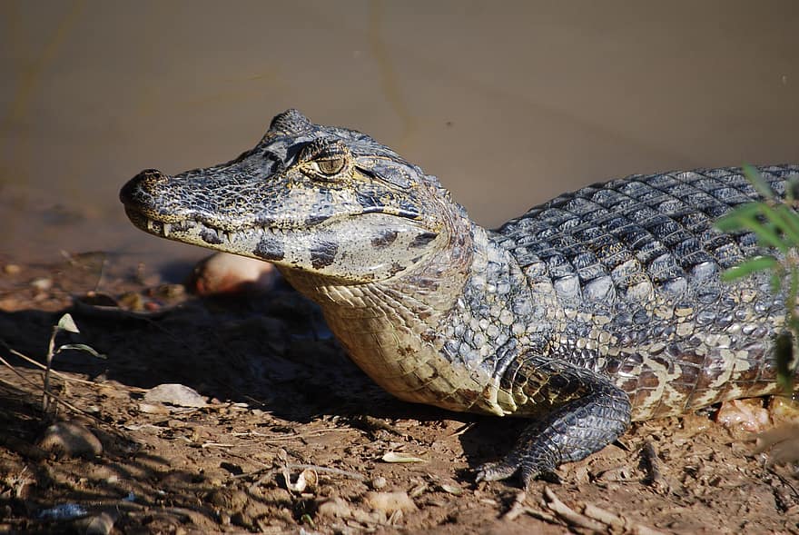 Alligator, Swamp, Reptil, reptile, animals in the wild, crocodile, close-up, endangered species, lizard, danger, animal head