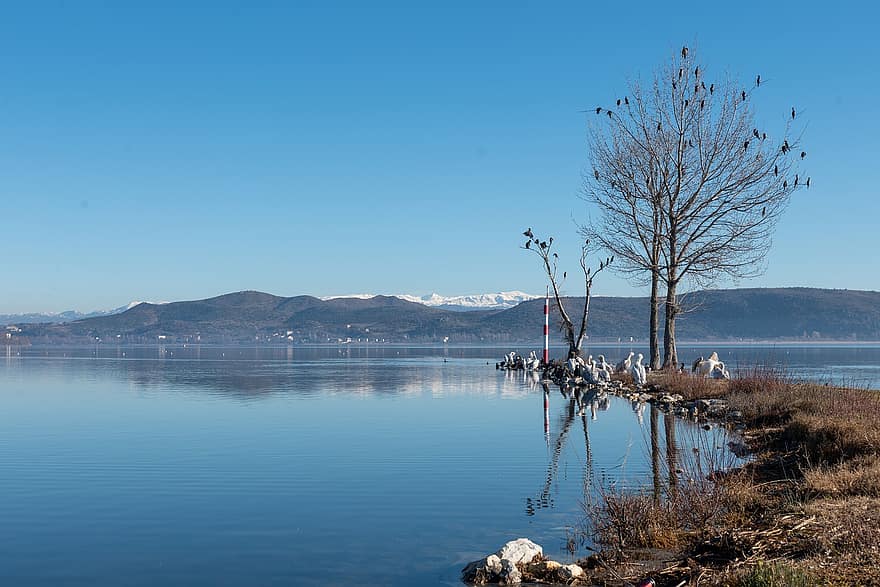 lago, uccelli, natura, montagne, albero, arroccato, in riva al lago, inverno, freddo, panoramico, Kastoria