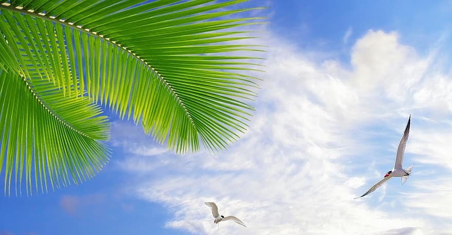 cielo, cielo azul, nubes, naturaleza, nube, árbol de coco, árbol, aves, gaviotas, litoral, día