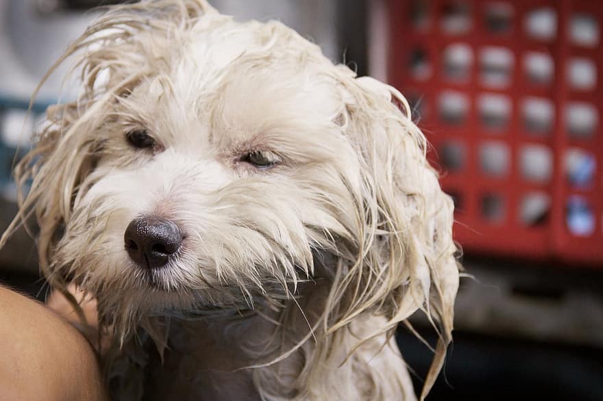 cão, tomando banho, molhado, animal, cachorro, banhar, canino, fofa, adorável