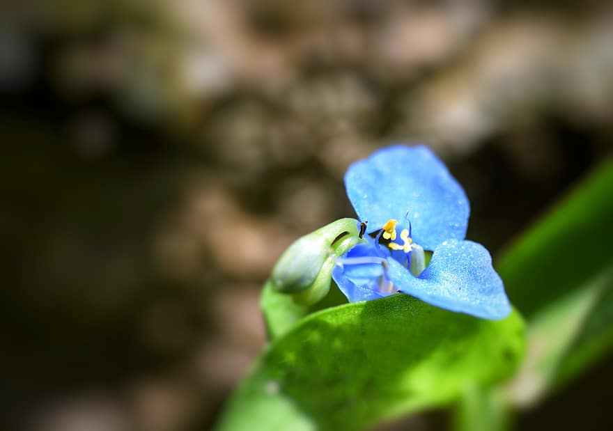 цвете, синьо цвете, листенца, сини венчелистчета, разцвет, цвят, флора, растение, природа