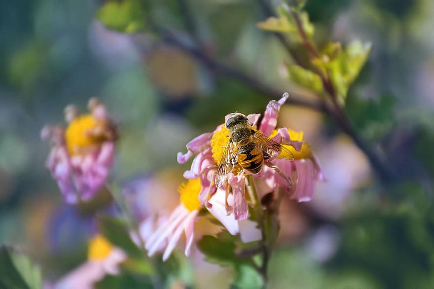 Bie, insekt, nektar, pollinere, pollinering, blomst, honningbie, Hymenoptera, bevinget insekt, flora, fauna