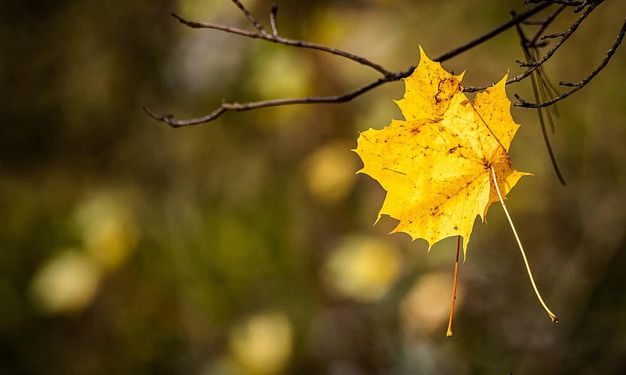клен, осінь, лист, природи, падіння, відділення