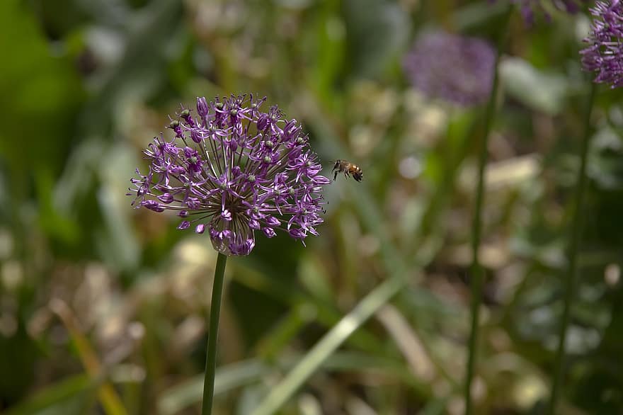 紫色の花、蜂、受粉、イラン、コム州、自然、閉じる、花、工場、夏、マクロ