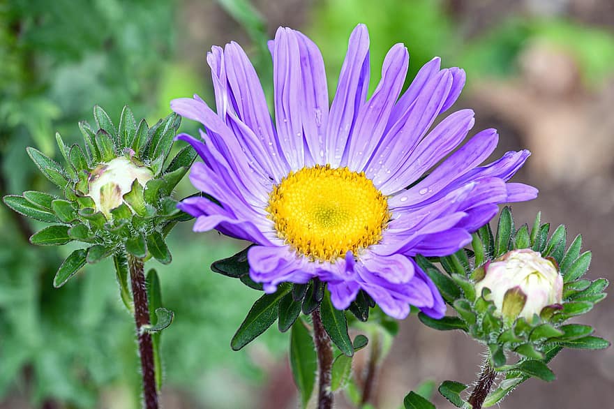 Aster, Flowers, Buds, Dew, Morning Dew, Blooming, Blossoming, Pollen, Blue Petals, Blue Flower, Plants