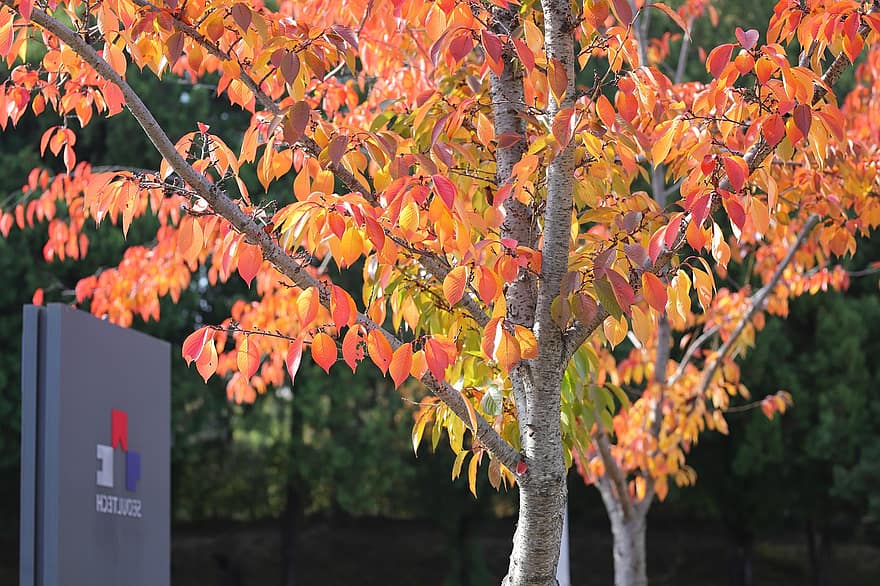 autunno, foglie d'autunno, acero, natura, splendore, foglia, albero, giallo, stagione, foresta, multicolore
