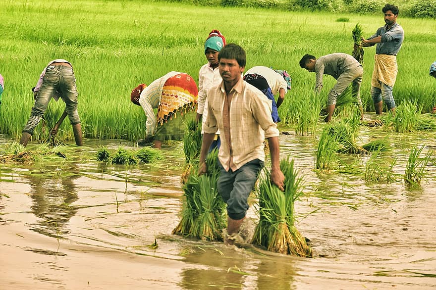 agricoltura, campo di riso, India, risaia, gujarat, azienda agricola, rurale
